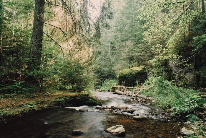 Fototapete Fluss Wald