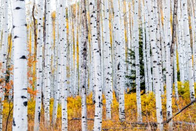 Fototapete Foliage in autumn fall on Castle Creek scenic road with colorful yellow leaves on american aspen trees trunks forest in foreground in Colorado rocky mountains
