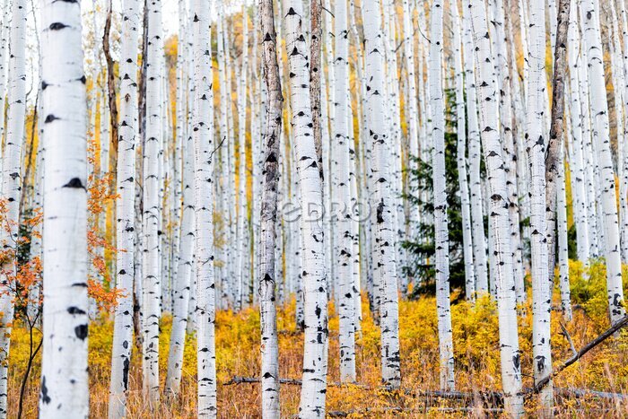 Fototapete Foliage in autumn fall on Castle Creek scenic road with colorful yellow leaves on american aspen trees trunks forest in foreground in Colorado rocky mountains