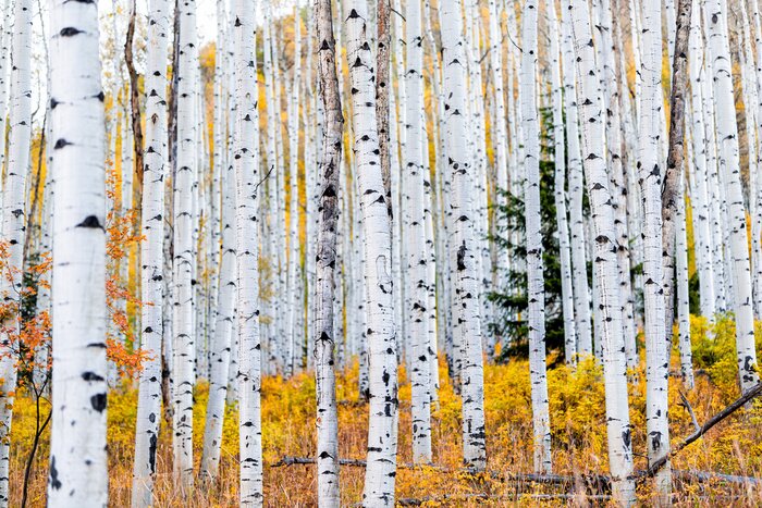 Fototapete Foliage in autumn fall on Castle Creek scenic road with colorful yellow leaves on american aspen trees trunks forest in foreground in Colorado rocky mountains