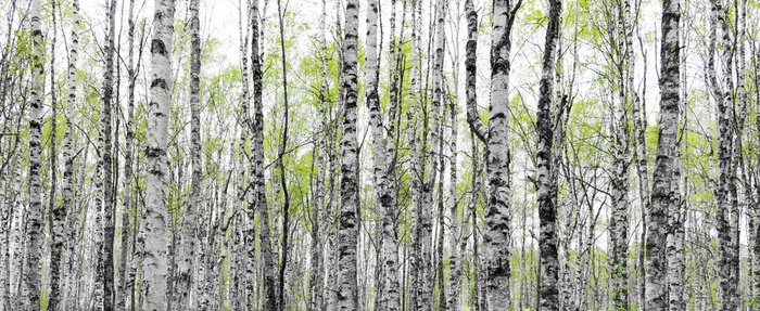 Fototapete Forest with trunks of birch trees