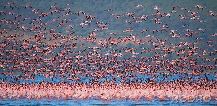 Fototapete Fortfliegende rosa Flamingos