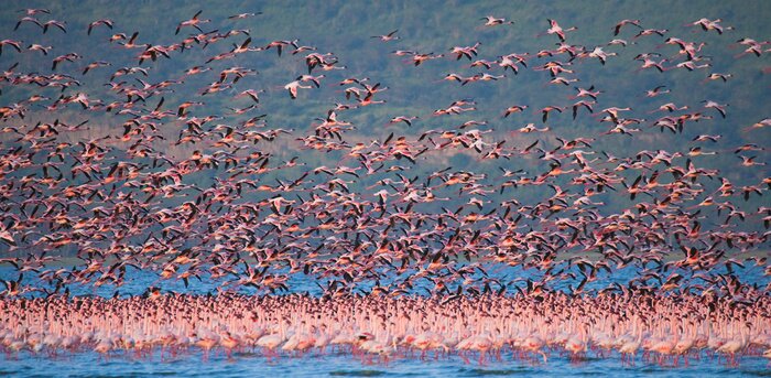 Fototapete Fortfliegende rosa Flamingos