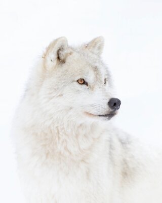 Foto eines arktischen Wolfs