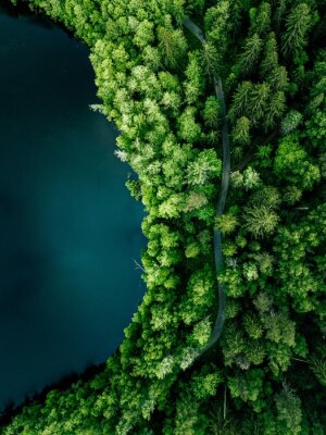 Foto eines Waldes aus Vogelperspektive
