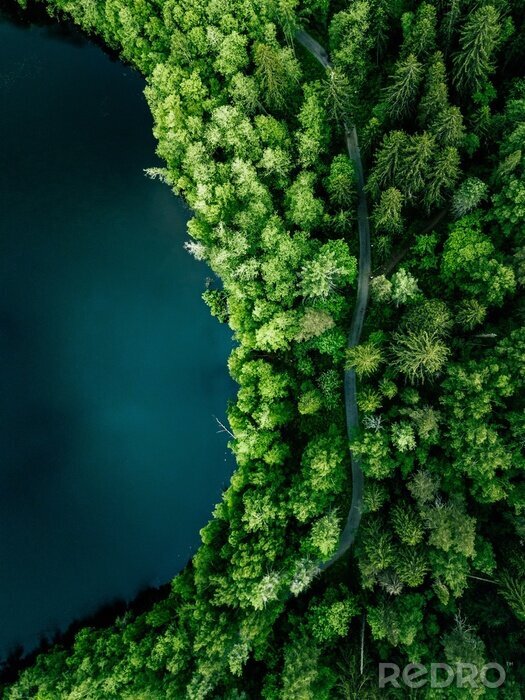 Fototapete Foto eines Waldes aus Vogelperspektive