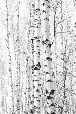 Foto schwarz-weißer Birken