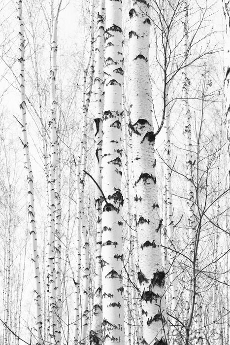 Fototapete Foto schwarz-weißer Birken