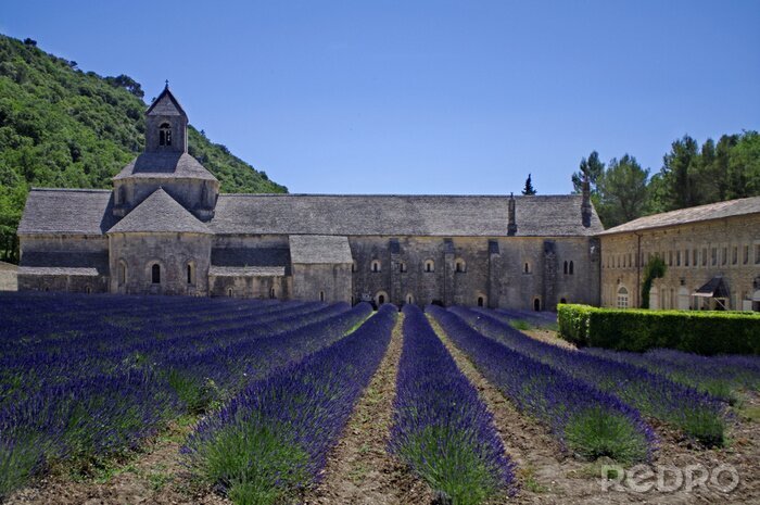 Fototapete Frankreich, Provence, Abbaye Senanque 3