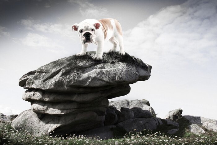 Fototapete Französische Bulldogge vor dem Hintergrund des Himmels