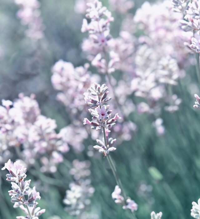 Fototapete Französische Natur Nahaufnahme