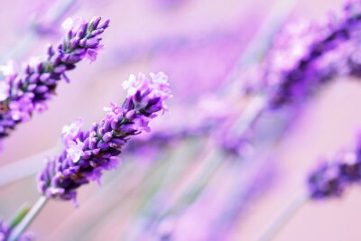Fototapete Französische violette Blumen