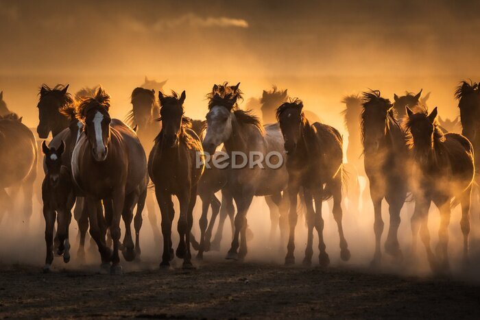 Fototapete Free horses, left to nature at sunset. Cappadocia, Turkey