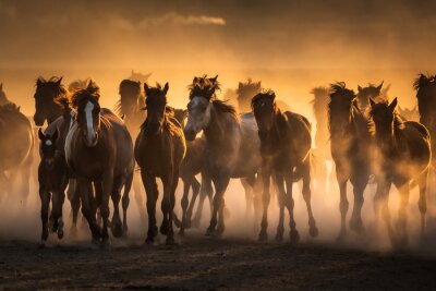 Fototapete Free horses, left to nature at sunset. Cappadocia, Turkey