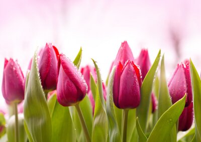 Fototapete Frische Tulpen mit Tautropfen