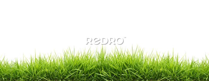 Fototapete Frischem grünen Gras Frühjahr