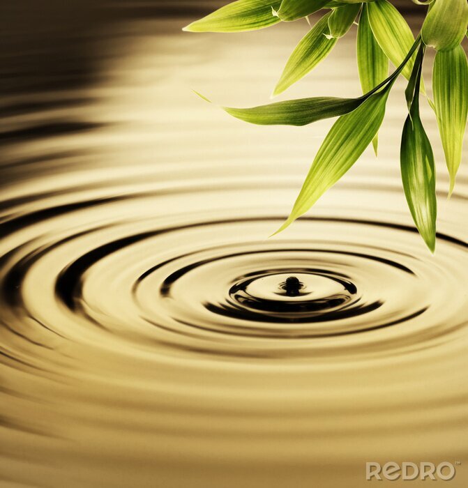 Fototapete Frischer Bambus-Blätter über Wasser