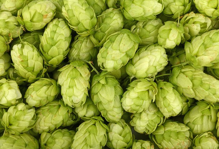 Fototapete Frischer grüner Hopfen