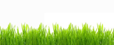 Fototapete Frisches grünes junges Gras