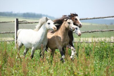 Fröhliche laufende Pferde