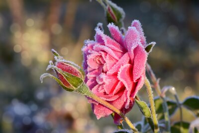 Frost auf Rosenblättern