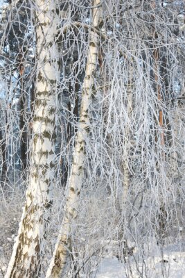 Fototapete Frostbedeckte Birken