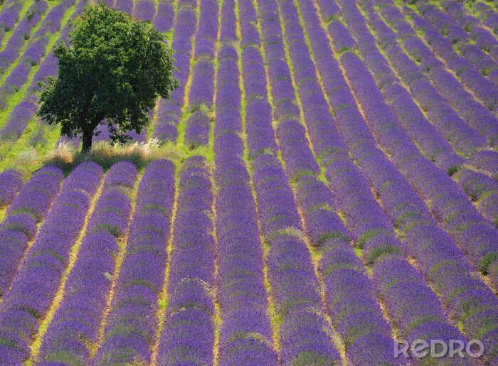 Fototapete Fruchtbares Lavendelfeld
