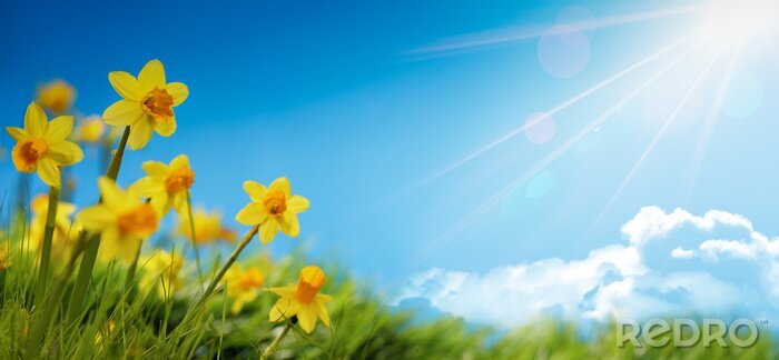 Fototapete Frühling auf der Naturwiese in der Sonne