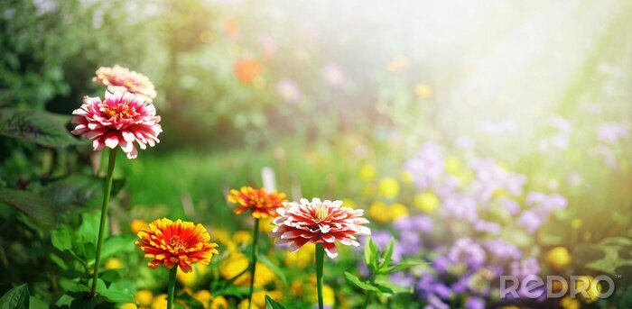 Fototapete Frühling im Garten voller dekorativer Blumen