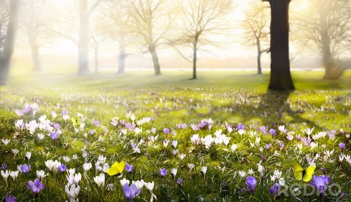 Fototapete Frühling im Wald und bunte Blumen