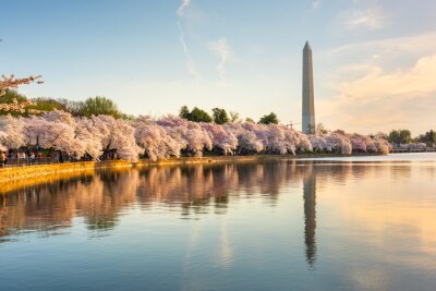 Frühling in Washington