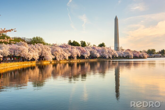 Fototapete Frühling in Washington