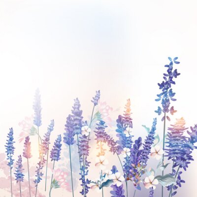 Fototapete Frühlings-Lavendelwiese