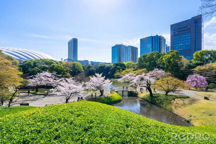 Fototapete Frühlings-Tokio