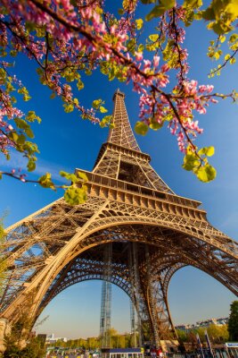 Fototapete Frühlingsbäume in Paris