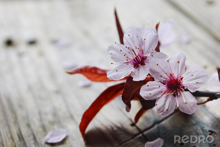 Fototapete Frühlingsblume auf Brettern