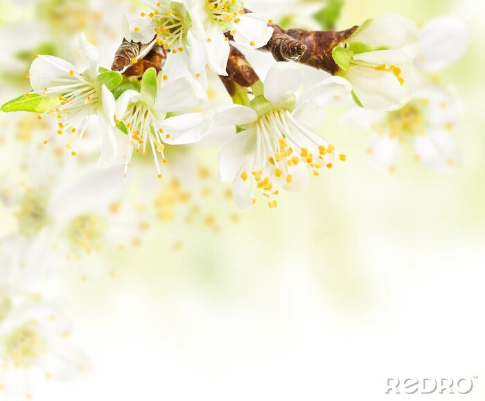Fototapete Frühlingsblumenzweig