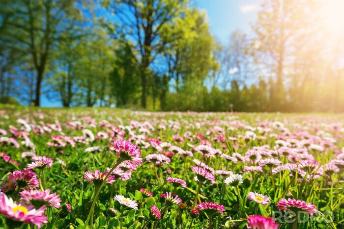 Fototapete Frühlingsgänseblümchen an einem sonnigen Tag