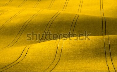 Fototapete Frühlingslandschaft gelbes Rapsfeld Natur