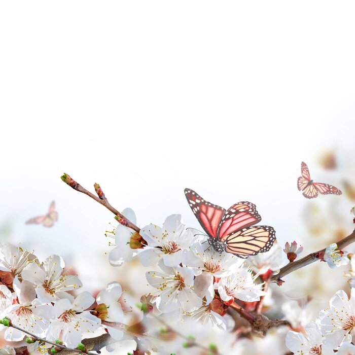 Fototapete Frühlingslandschaft mit Blumen und Schmetterling