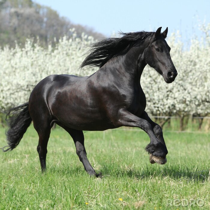 Fototapete Frühlingslandschaft mit einem pferd