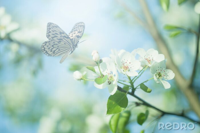 Fototapete Frühlingslandschaft mit einem Schmetterling