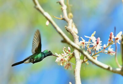 Fototapete Frühlingslandschaft mit einem Vogel