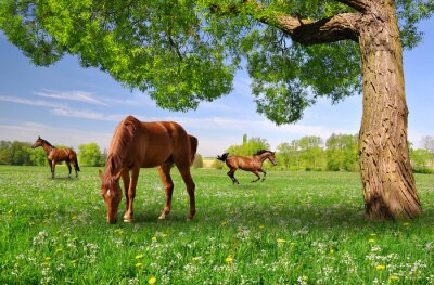 Fototapete Frühlingslandschaft mit Pferden