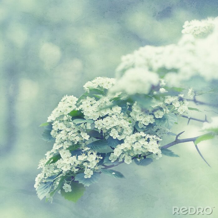 Fototapete Frühlingsnatur