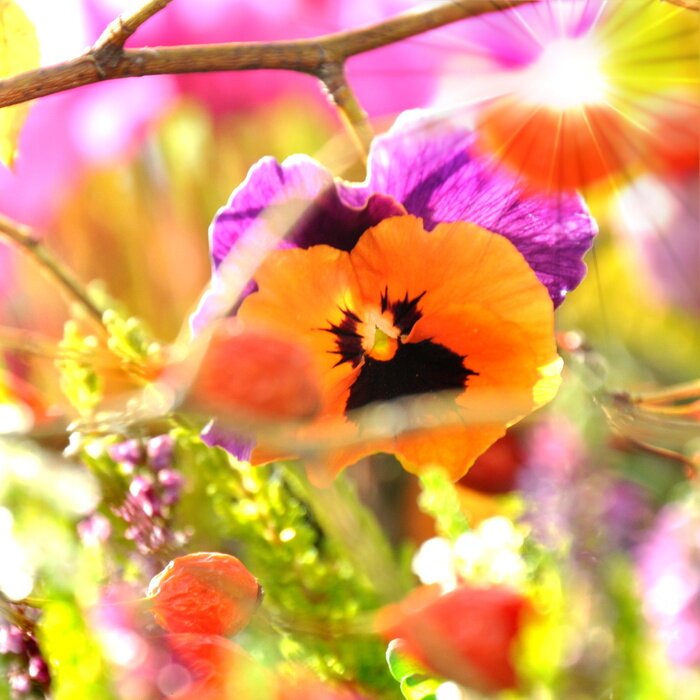 Fototapete Frühlingsnatur mit Stiefmütterchen