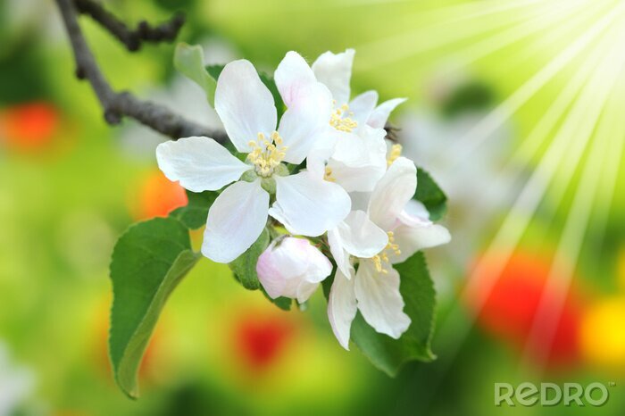 Fototapete Frühlingsnatur und Sonnenlicht