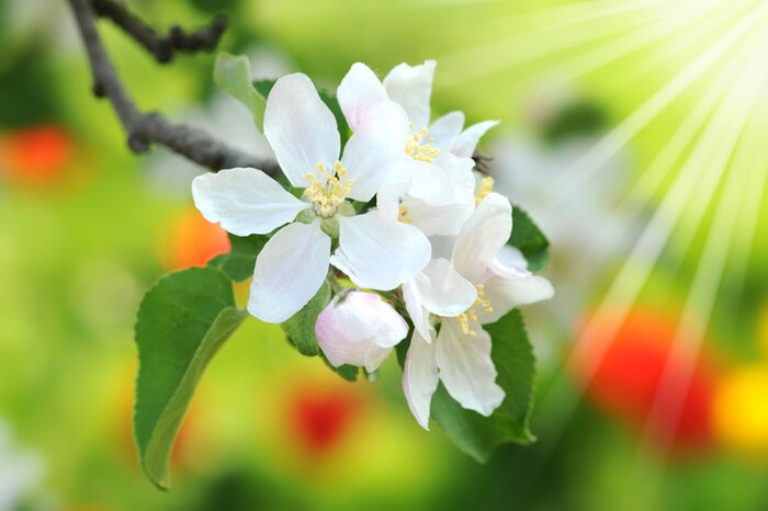 Fototapete Frühlingsnatur und Sonnenlicht