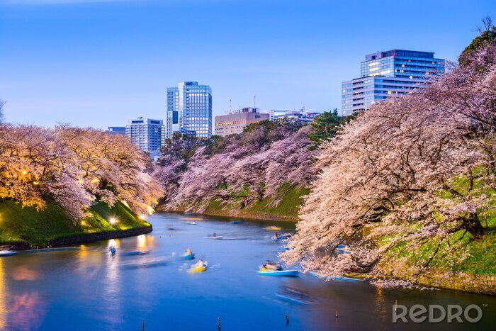 Fototapete Frühlingspark in Tokio
