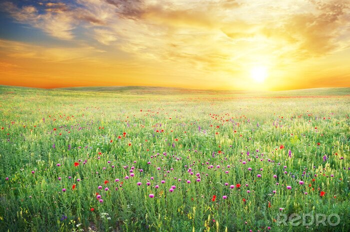 Fototapete Frühlingswiese